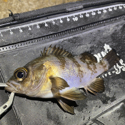 姫路で２０２０年釣り納めのメバリング(2020-13)