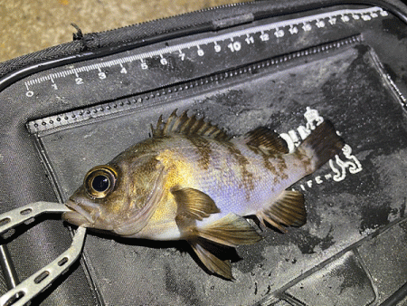 姫路で２０２０年釣り納めのメバリング(2020-13)