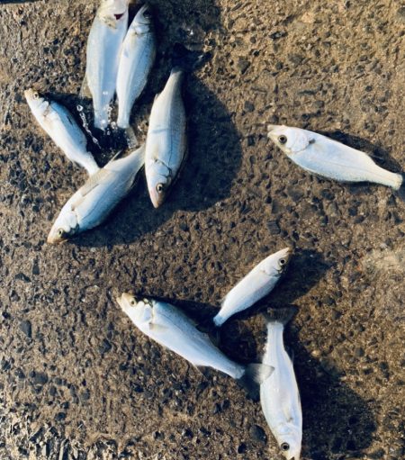 風裏でシーバス