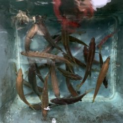 名田屋さんで飲ませ＆ガシラ釣り