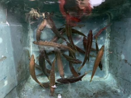 名田屋さんで飲ませ＆ガシラ釣り