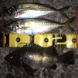 え~アジとメバル