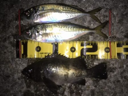 え~アジとメバル