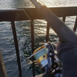 またコブ無し！