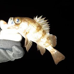 今日はメバリング