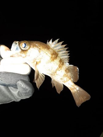 今日はメバリング