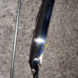 太刀魚はいずこ？