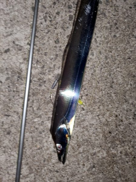 太刀魚はいずこ？