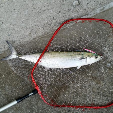 早朝プチsalt water game