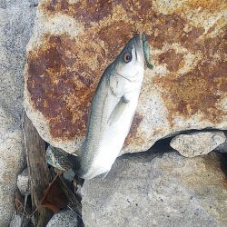 イワシパターンがハマりました