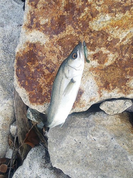 イワシパターンがハマりました