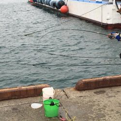 イワシ大漁100匹以上