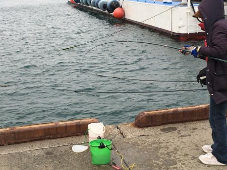 イワシ大漁100匹以上