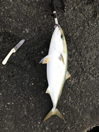 ジクパラバイブマキマキ