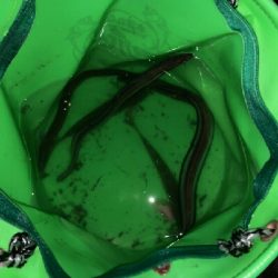 チャリ~ンチャリ~ンのにょろにょろ~