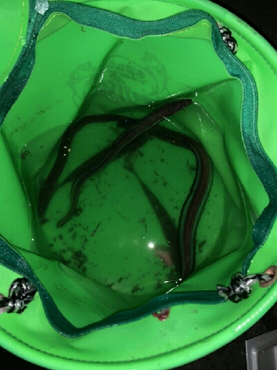 チャリ~ンチャリ~ンのにょろにょろ~