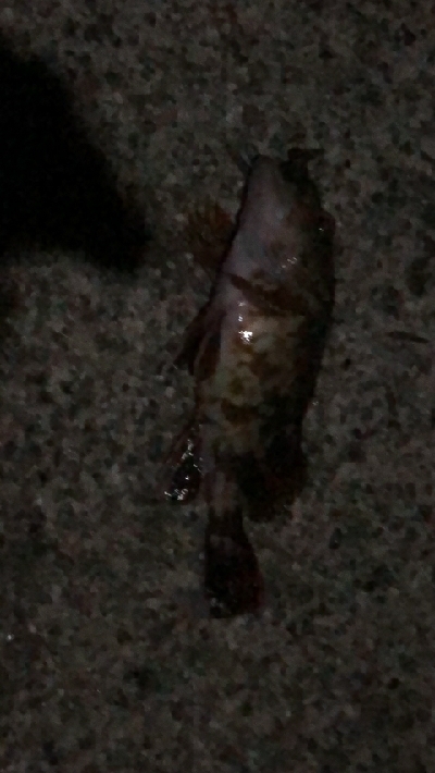 比較的暖かい日