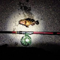 今年のシメはカサゴ君で