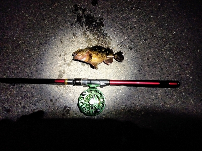今年のシメはカサゴ君で