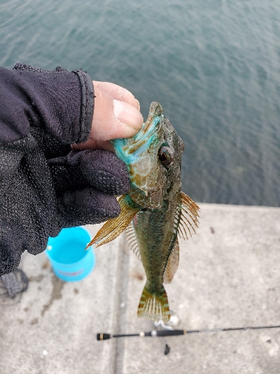 シーズン初メバリング