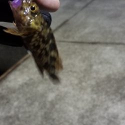 ライトゲーム　リール買い換え前の出撃