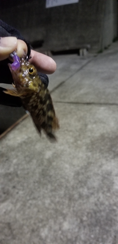 ライトゲーム　リール買い換え前の出撃