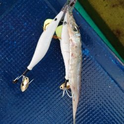 まるさ丸でタコ釣り