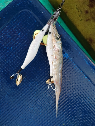 まるさ丸でタコ釣り