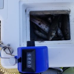 今年最後の釣行！