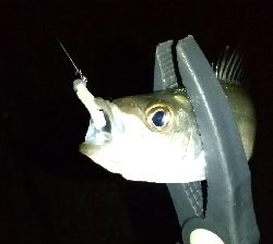 仕事帰りの部活動