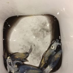 激シブヒイカゲーム