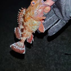 ガッシーくんは裏切らない