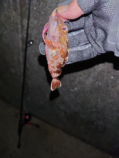 ガッシーくん２