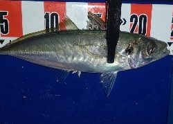 時速18なアジング