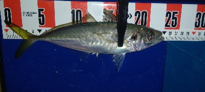 時速18なアジング