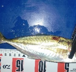 またまたアジングへ