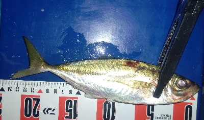 またまたアジングへ