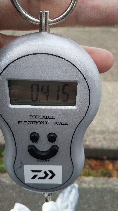 釣り納めエギング