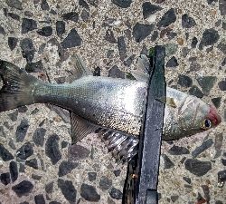 アジングと年末挨拶