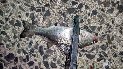 アジングと年末挨拶