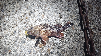 田辺～湯浅をランガン