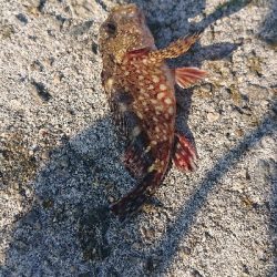 アジを探しに行きました