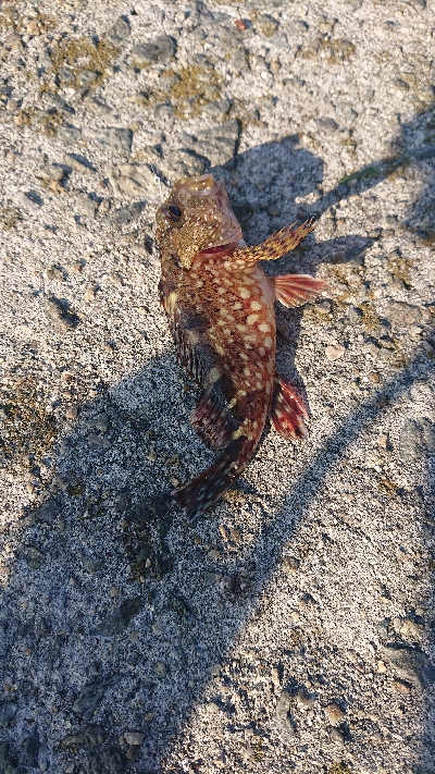 アジを探しに行きました