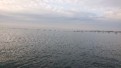 アジを探しにりんくうへ