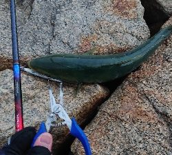 阪神湾奥で鰤族(電車釣行)