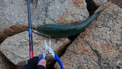 阪神湾奥で鰤族(電車釣行)