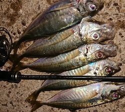 風裏さがしてアジ発見