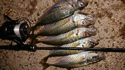 風裏さがしてアジ発見