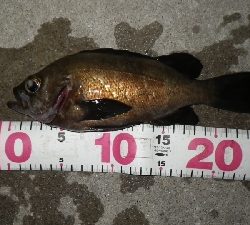 おかっぱりからのええサイズ~