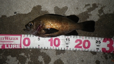 おかっぱりからのええサイズ～